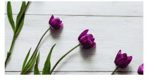 "Vibrant deep purple tulips on a white background, symbolizing emotional strength, renewal, and the beauty of personal growth." The striking colors of deep purple tulips against a clean white background represent emotional depth, transformation, and the clarity that therapy and self-awareness bring to one's life.